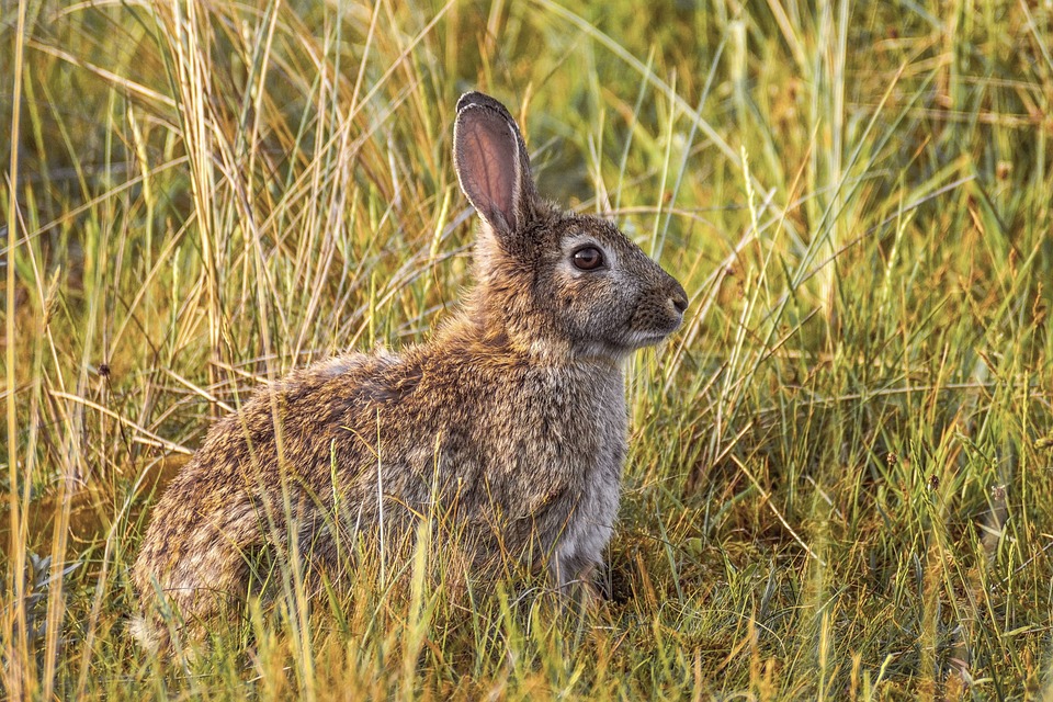 Rabbit 4037325 960 720